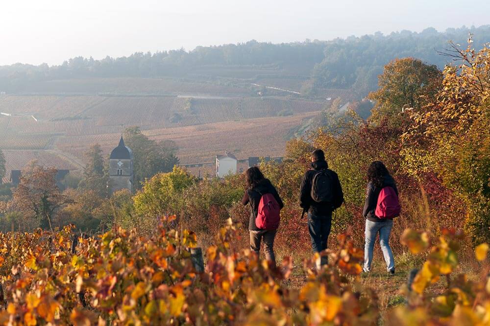 Oenotourisme en Bourgogne et Franche Comté, balade dans les vignes et dégustation