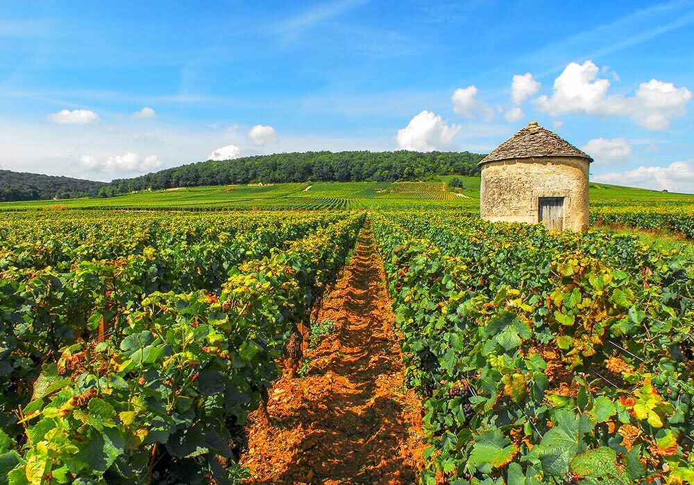 Visite guidée et œnotourisme en Bourgogne